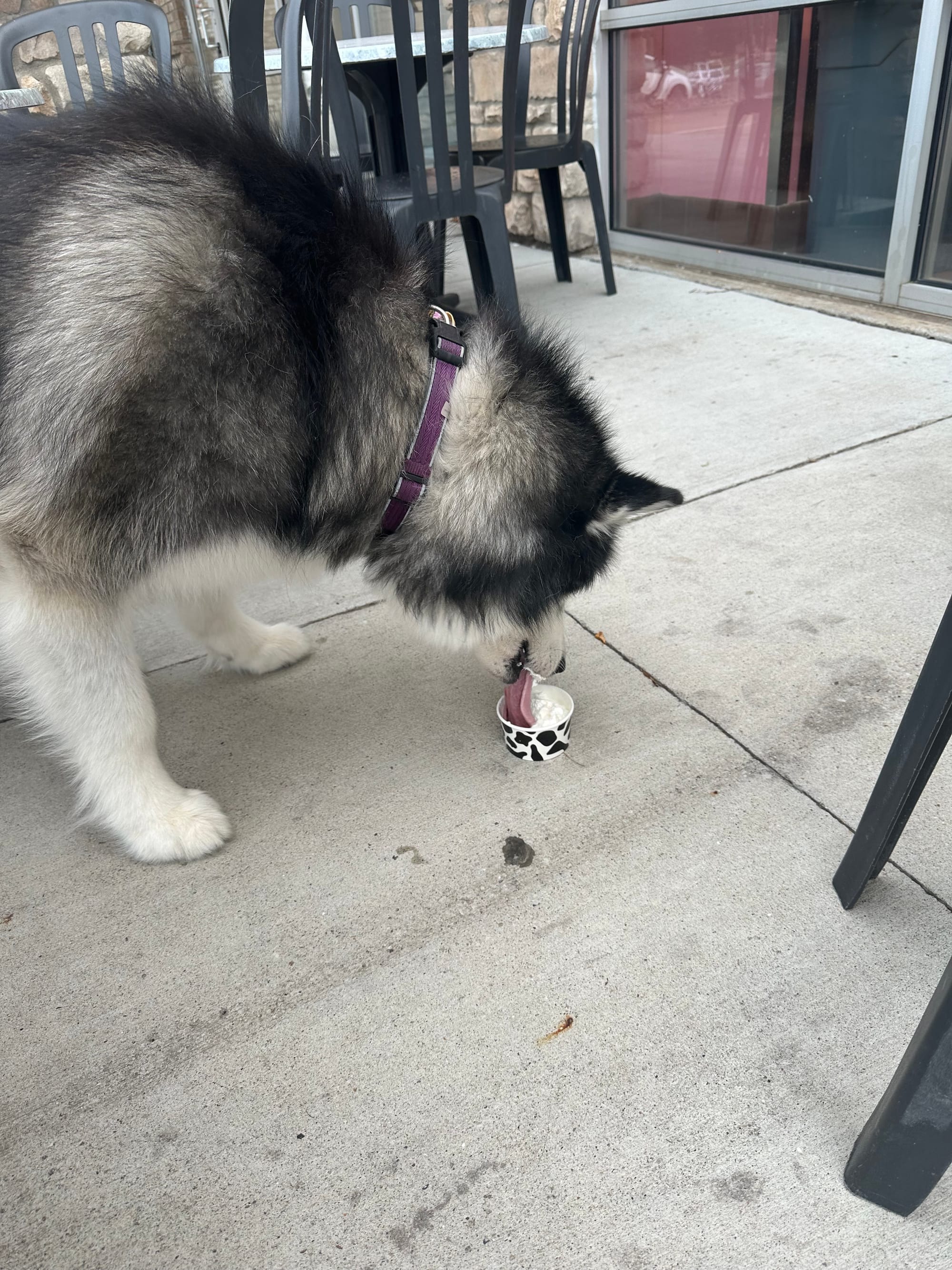 Ice cream Shenanigans